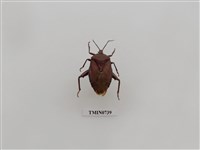 藏品(碩蝽)的圖片